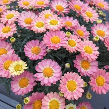 Argyranthemum frutescens 'Sweets' 