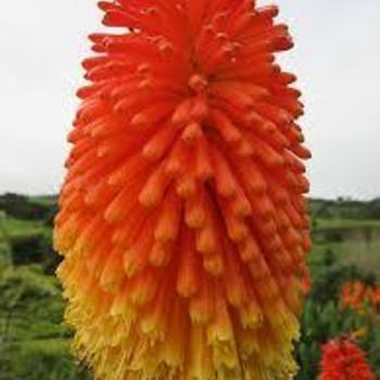 Kniphofia caulescens