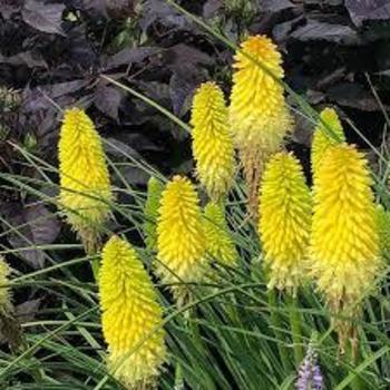 Kniphofia 'Lucky Lemons' PPAF