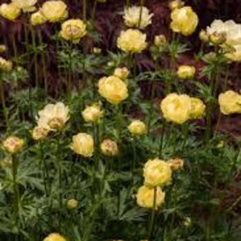 Trollius x cultorum 'New Moon' 