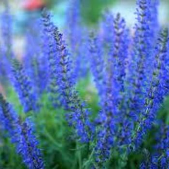 Salvia x sylvestris 'Blue Queen' 