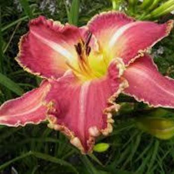 Hemerocallis 'Judy Judy' 