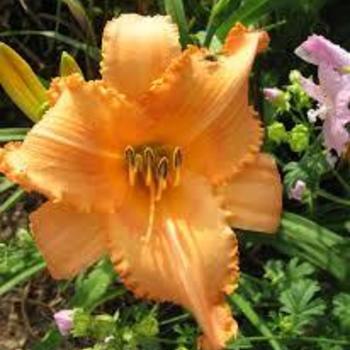 Hemerocallis 'New Tangerine Twist' 