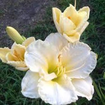 Hemerocallis 'Sunday Gloves' 