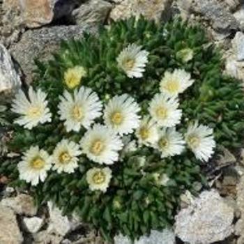 Delosperma basuticum 'White Nugget' PP15793