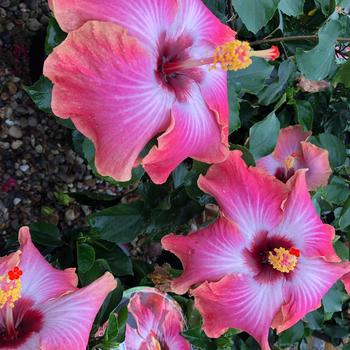 Hibiscus rosa-sinensis 'Rumrunner' 