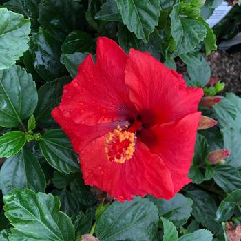 Hibiscus rosa-sinensis 'Dark Heart' 