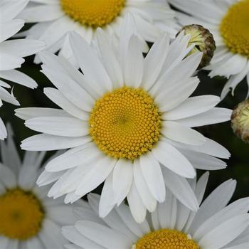 Leucanthemum x superbum 'Madonna' 