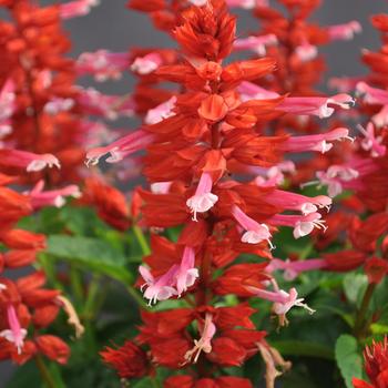 Salvia splendens 'Grandstand Red Lipstick Pink' PPAF