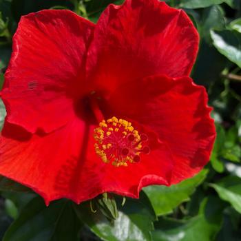 Hibiscus rosa-sinensis 'Feeling Hot' 