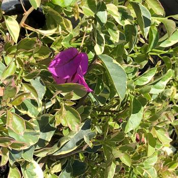 Bougainvillea 'Blueberry Ice' 