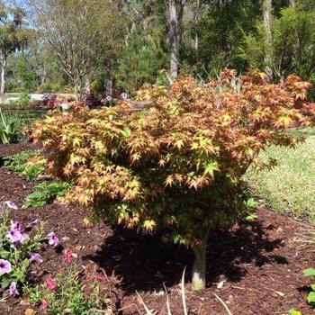 Acer palmatum 'Koto maru' 