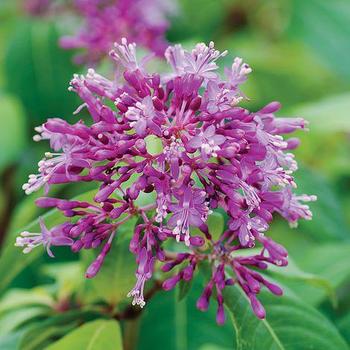 Fuchsia arborescens 'BluTini' 