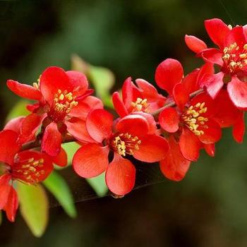 Chaenomeles x superba 'Crimson And Gold' 