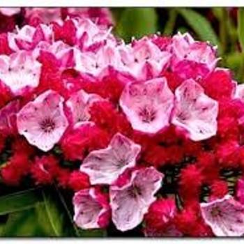 Kalmia latifolia 'Ostbo Red' 