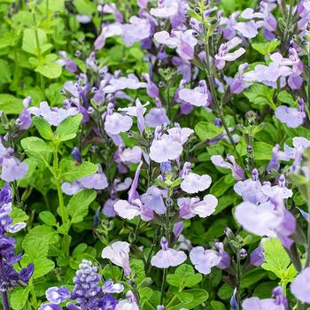 Salvia microphylla 'So Cool Pale Blue' 