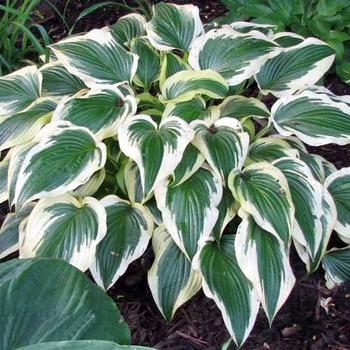 Hosta lancifolia