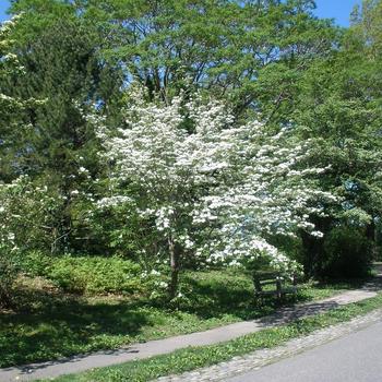 Cornus 'Ruth Ellen' 