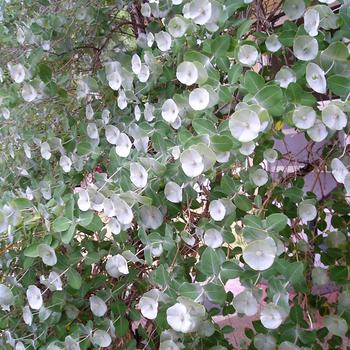 Lonicera reticulata x prolifera 'Kintzley's Ghost®' 