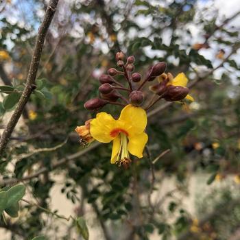 Caesalpinia cacalaco