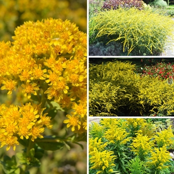 Solidago 'Multiple Varieties'