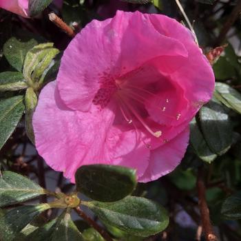 Rhododendron 'Brilliant' 