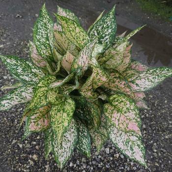 Aglaonema 'Etta Rose' 