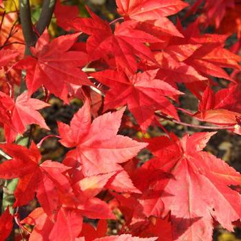 Acer shirasawanum 'Red Wing' 