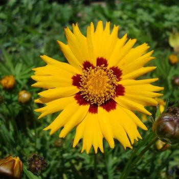 Coreopsis grandiflora 'Rising Sun' 