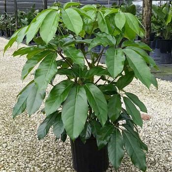 Schefflera actinophylla 'Amate' 