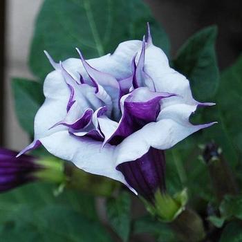 Datura metel 'Ballerina Purple' 