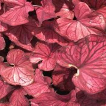 Caladium 'Desert Sunset' 