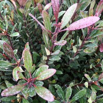 Rhaphiolepis umbellata 'Blueberry Muffin' 