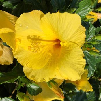 Hibiscus rosa-sinensis 'Big Bang' 