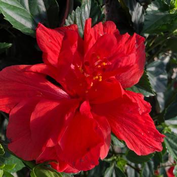 Hibiscus rosa-sinensis 'Cecelia' 