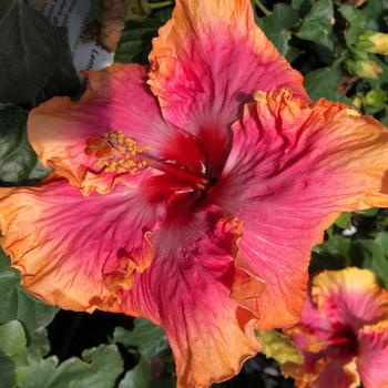 Hibiscus rosa-sinensis 'Pink Lemonade' 