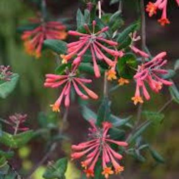 Lonicera sempervirens 'Blanche Sandman' 