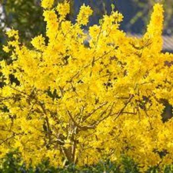 Forsythia 'Courtaneur' 