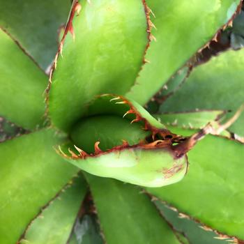 Agave bovicornuta