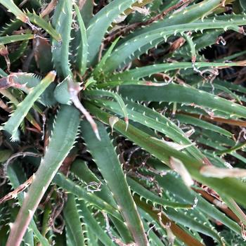 Aloe x spinosissima