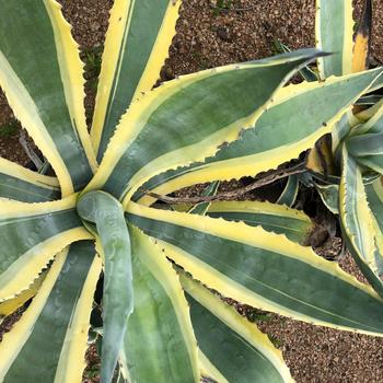 Agave americana 'Opal' 