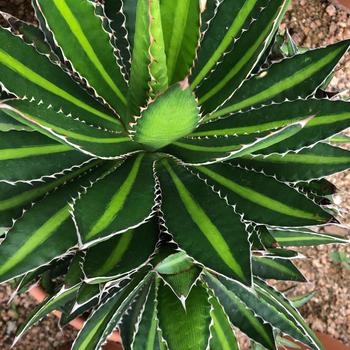 Agave lophantha 'Splendida' 