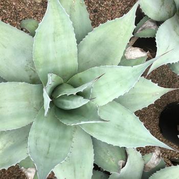 Agave ovatifolia 'Vanzie' 