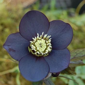 Helleborus 'Black Diamond' 