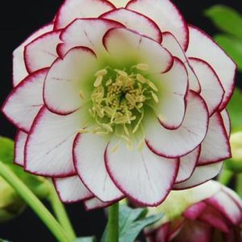 Helleborus 'Fire and Ice' 