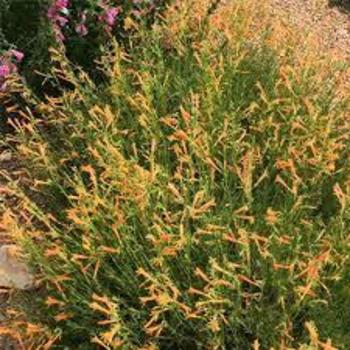 Penstemon pinifolius 'Sunset Glow' 