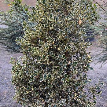 Ilex aquifolium 'Variegata' 