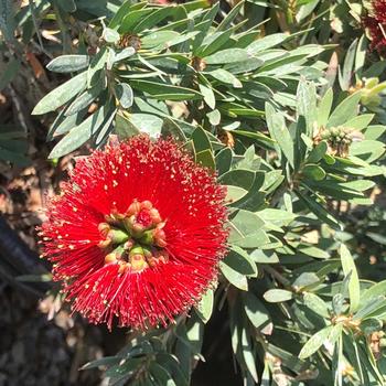 Callistemon citrinus 'Jeffers' 