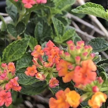 Lantana 'Spreading Bouquet' 