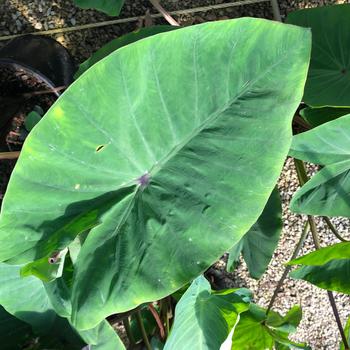 Colocasia esculenta 'Series' 